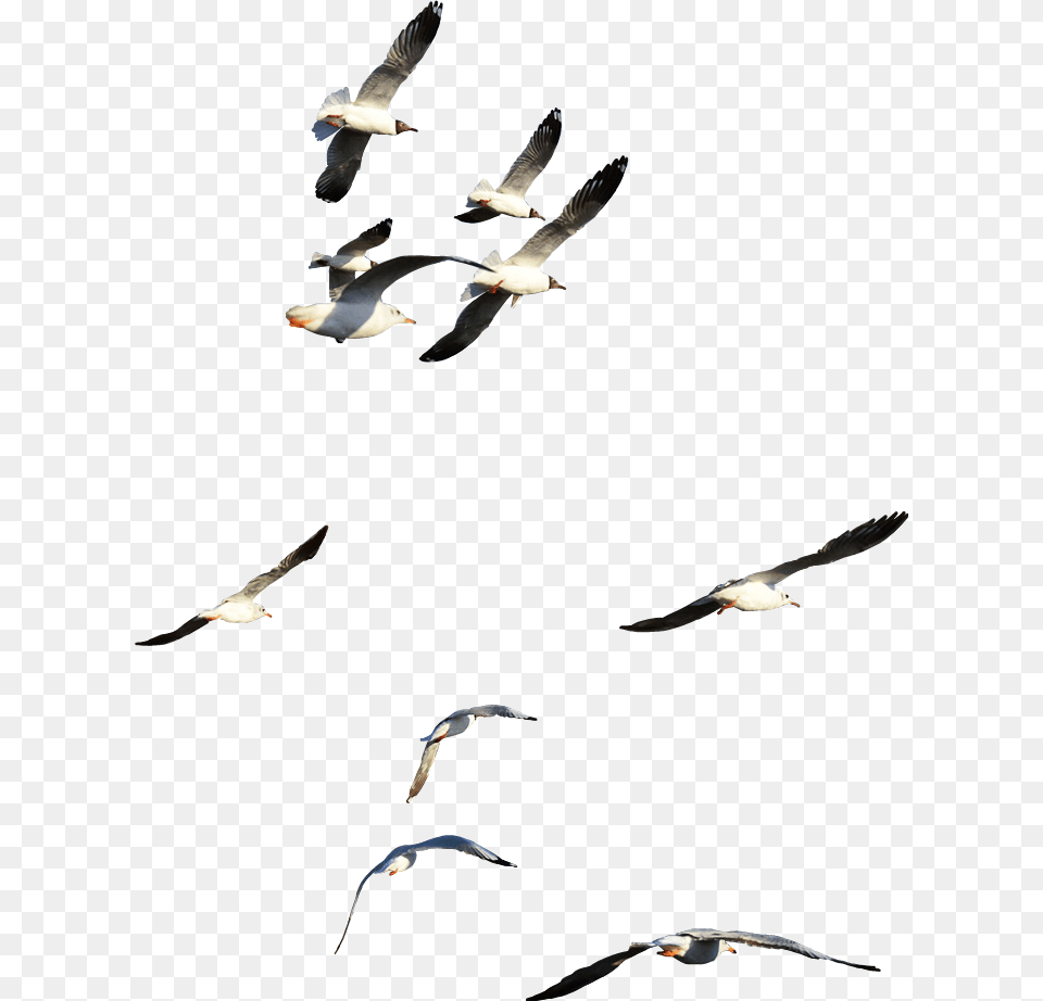 Ftestickers Birds Fly Flying Flyinghigh Onthesky Flock, Animal, Bird, Seagull, Waterfowl Free Png