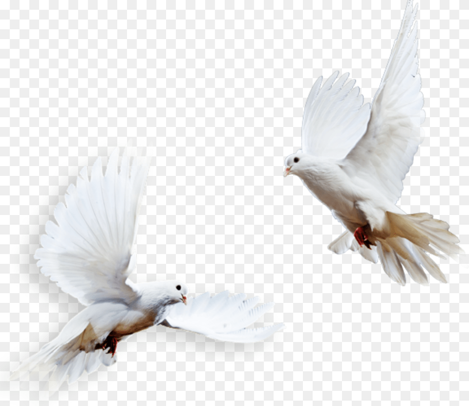 Ftestickers Birds Pigeons Doves White Columbidae, Animal, Bird, Pigeon, Dove Png