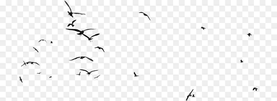 Ftestickers Birds Silhouette Flockbird Animal Flock, Bird Png Image