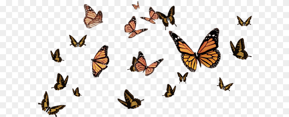 Ftestickers Butterflystickers Butterflies Butterfly Flying Butterflies Transparent Background, Animal, Insect, Invertebrate, Monarch Png Image
