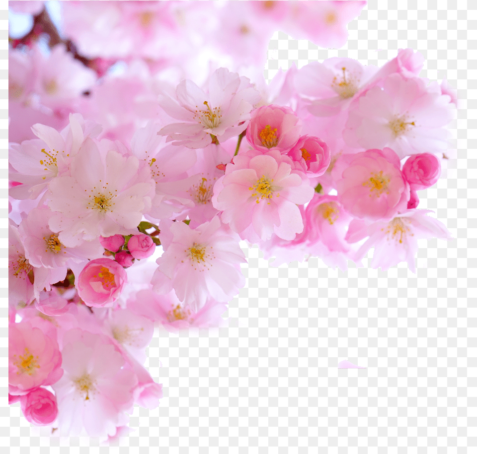 Ftestickers Cherryblossoms Corner Border Pink Cherry Blossom Branch, Flower, Plant, Cherry Blossom, Petal Free Png Download