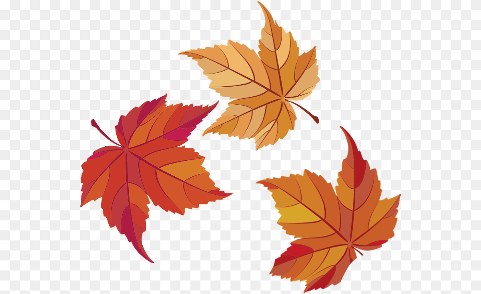 Ftestickers Fall Autumn Leaf Leaves Freetoedit Maple Leaf, Plant, Tree, Maple Leaf, Person Free Png
