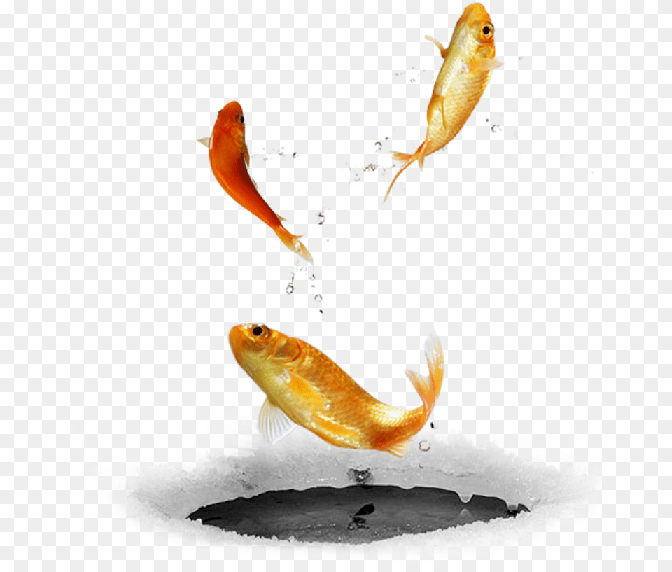 Ftestickers Fishfishes Goldfish Jumping Freetoedit Bird Diving In Water, Animal, Fish, Sea Life, Aquatic Free Transparent Png