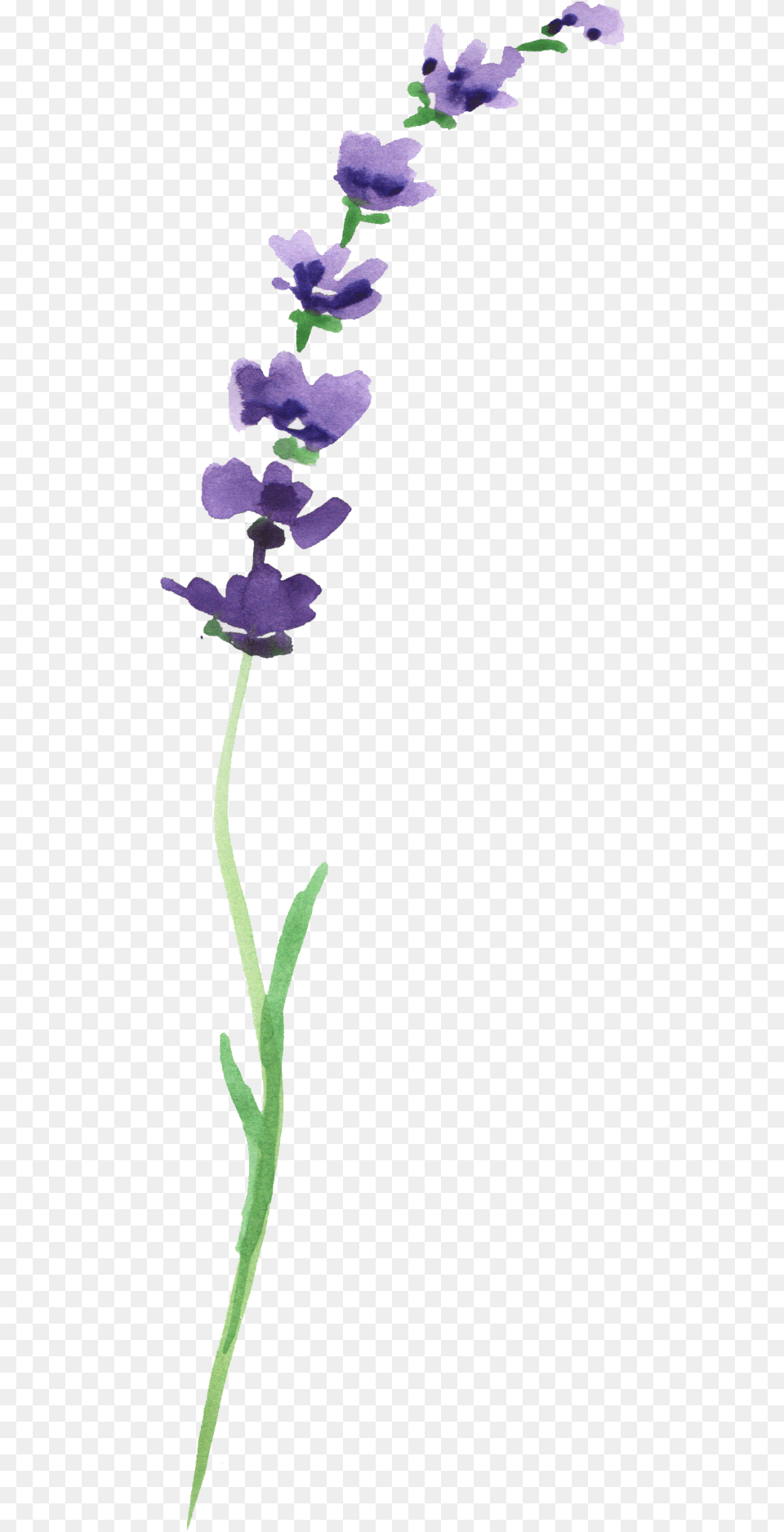Ftestickers Flower Watercolor Lavender Moth Orchid, Plant, Acanthaceae, Petal, Purple Free Png