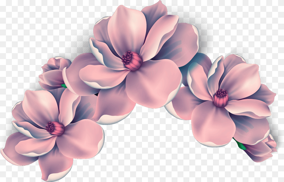 Ftestickers Flowers Flowercrown Freetoedit Pink Flower Clipart, Geranium, Petal, Plant, Baby Png