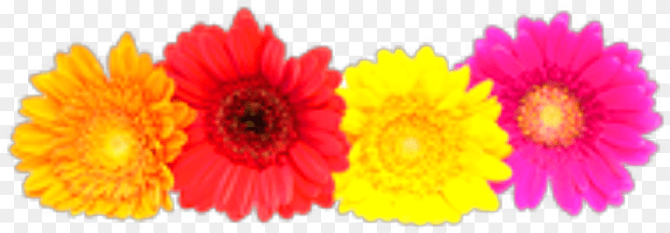 Ftestickers Flowers Flowercrown Gerbera Colorful Gerberas, Daisy, Flower, Petal, Plant Png