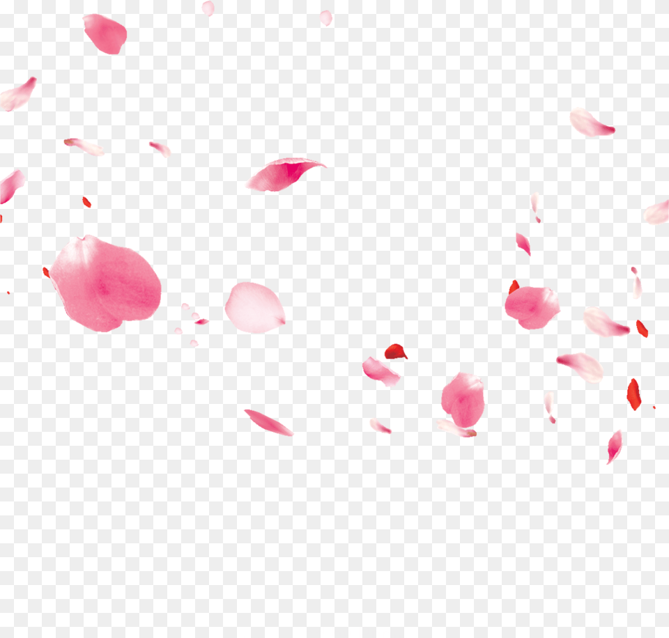 Ftestickers Flowers Petals Falling Floating Pink Illustration, Flower, Petal, Plant Png