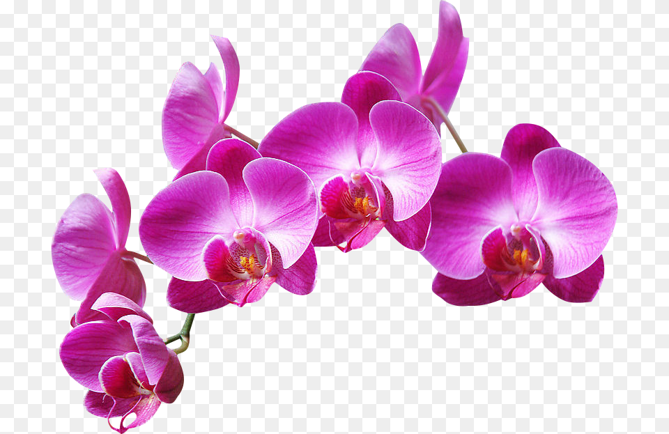 Ftestickers Flowers Purple Orchids, Flower, Orchid, Plant Png