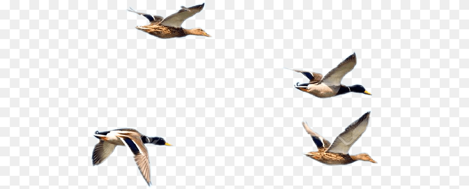 Ftestickers Flying Ducks Birds Birds On Sky, Animal, Bird, Duck, Mallard Free Png