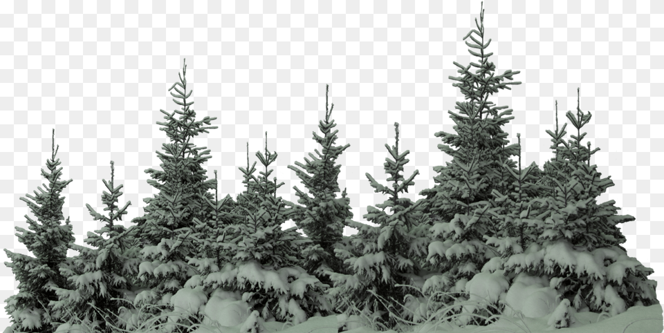 Ftestickers Forest Trees Freetoedit Tree With Snow, Conifer, Fir, Plant, Pine Png Image