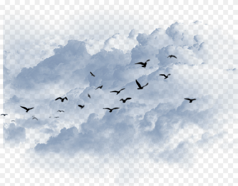 Ftestickers Freetoedit Bird Migration, Animal, Flying, Flock, Outdoors Free Png Download