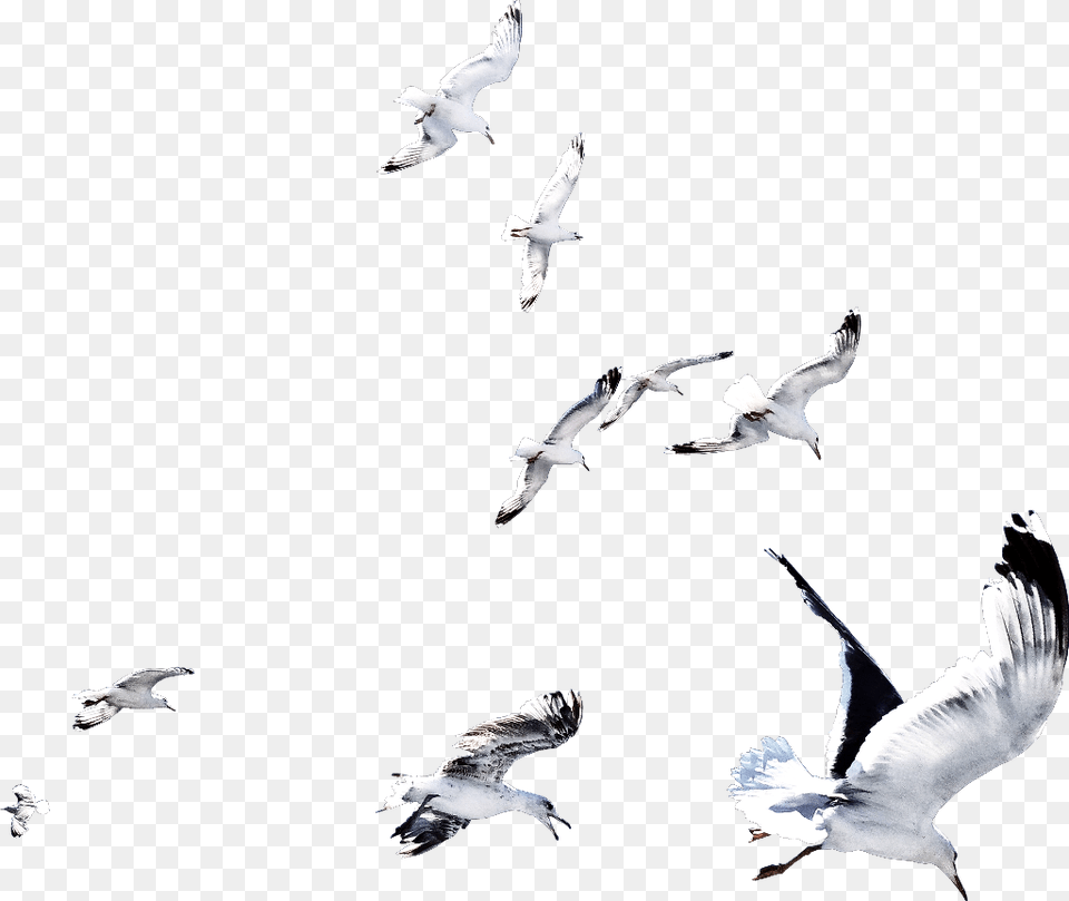 Ftestickers Ftesticker Bird Birds Flying Fly Flock, Animal, Seagull, Waterfowl Png Image