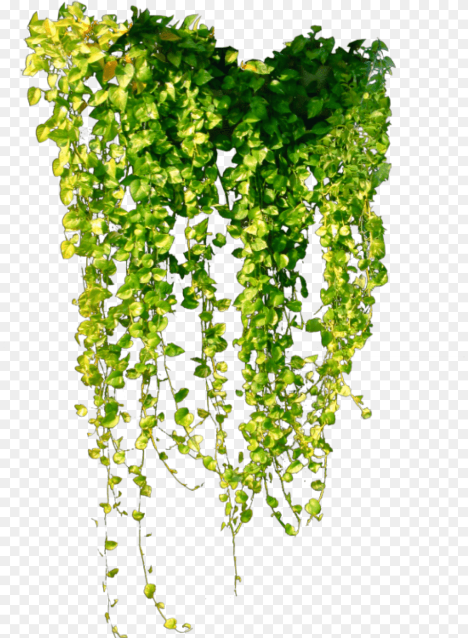 Ftestickers Greenery Ivy Hanging Green Ivy Vine, Plant, Leaf Png