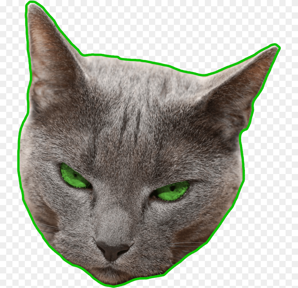Ftestickers Greeneyes Green Angry Domestic Short Haired Cat, Animal, Mammal, Pet, Abyssinian Png Image