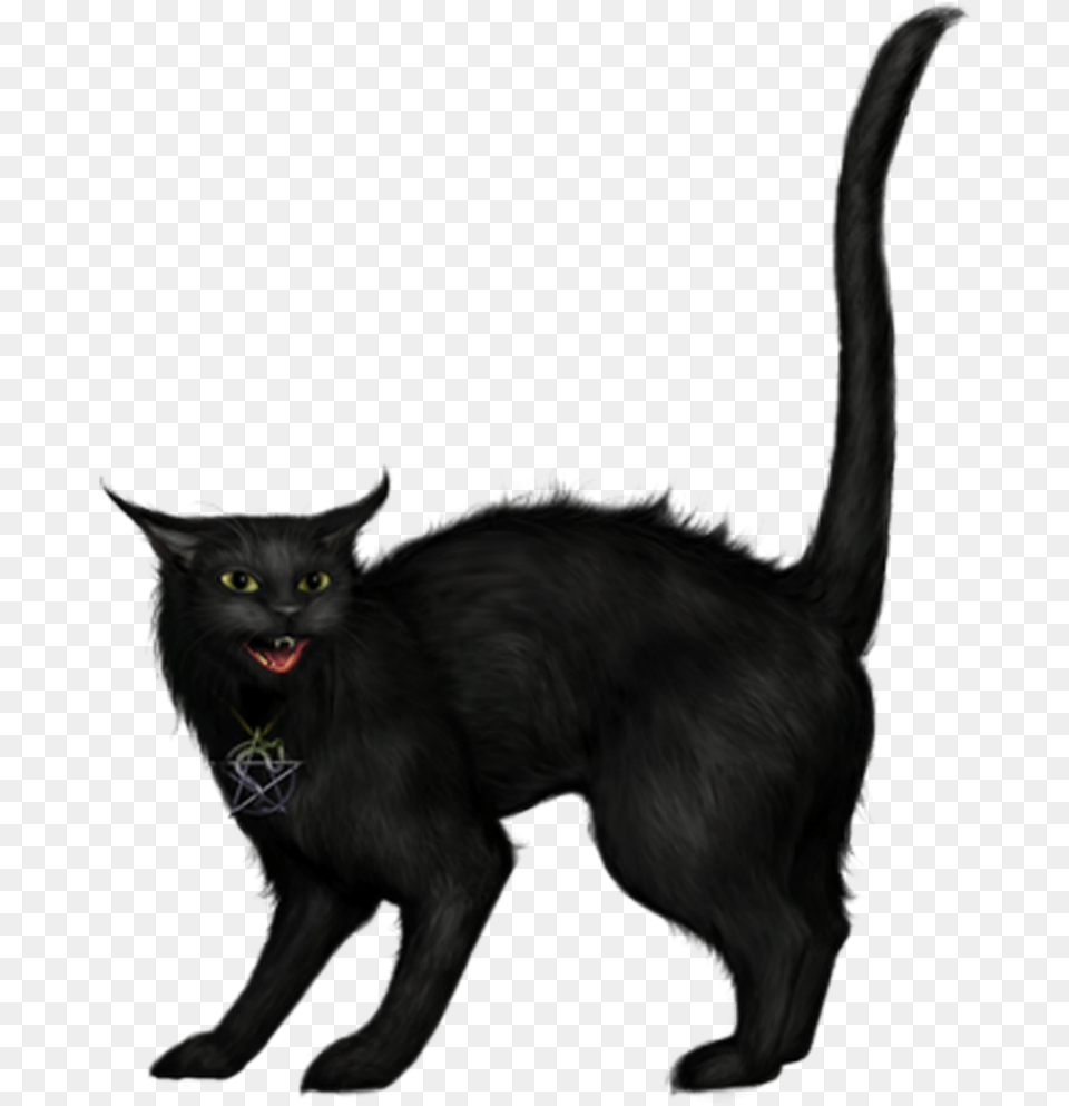 Ftestickers Halloween Cat Blackcat Creepy Black Cat Witch, Animal, Black Cat, Mammal, Pet Png Image