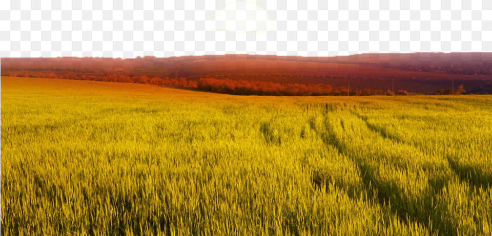Ftestickers Landscape Field Wheat Sunrise Prairie Landscape, Scenery, Grassland, Outdoors, Nature Free Png Download