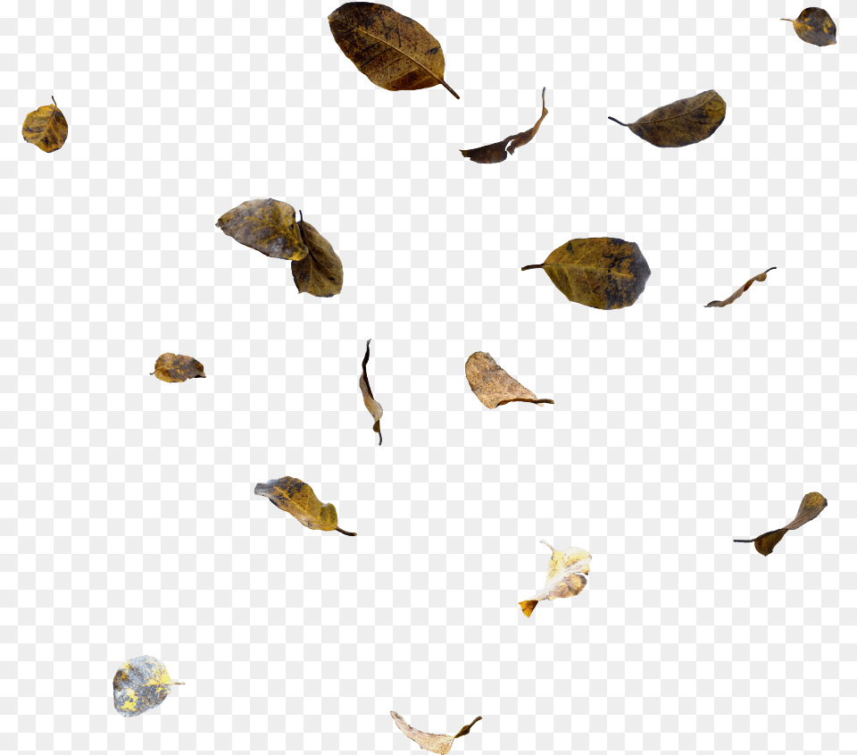 Ftestickers Leaves Falling Fallingleaves Fall Moths And Butterflies, Plant, Leaf, Petal, Flower Png Image