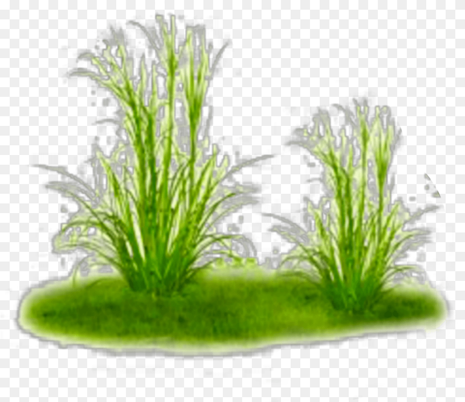 Ftestickers Nature Landscape Grass Groundcover Freshwater Aquarium, Water, Plant, Moss, Aquatic Png