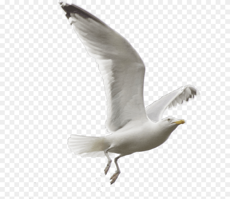 Ftestickers Petsandanimals Bird Seagull Flying Seagull, Animal, Beak, Waterfowl Png