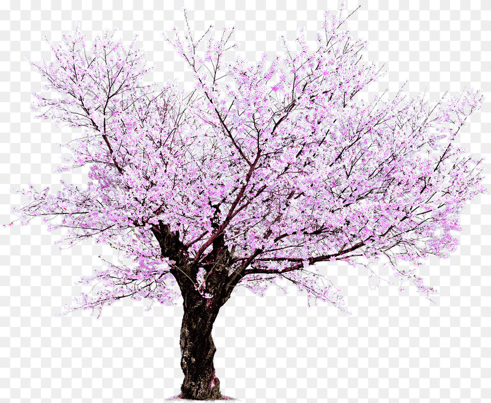 Ftestickers Sakura Tree Freetoedit, Flower, Plant, Cherry Blossom Png Image