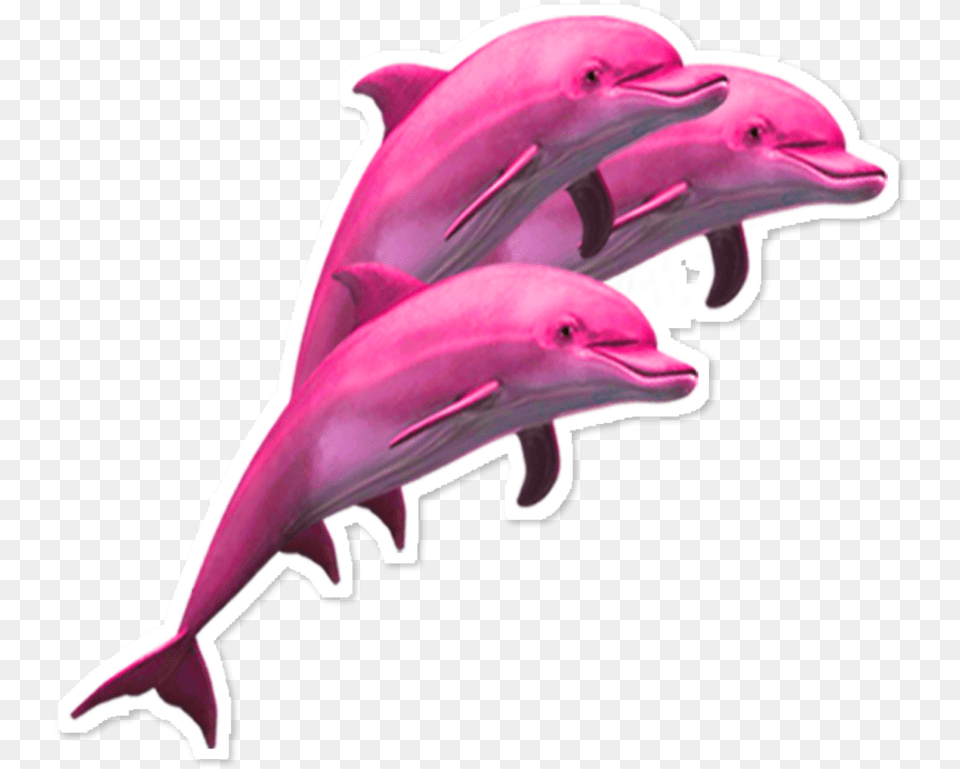 Ftestickers Scdolphin Dolphins Clipart Transparent Aesthetic Dolphin, Animal, Mammal, Sea Life, Bird Png Image