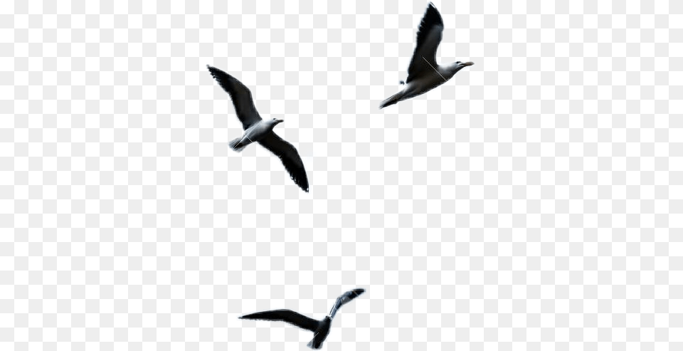 Ftestickers Seagull Flying Gaviotas En Cielo, Animal, Bird, Waterfowl, Fish Png Image