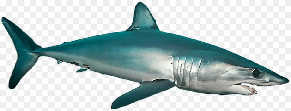 Ftestickers Shark Sea Ocean Fish, Animal, Sea Life, Great White Shark Png