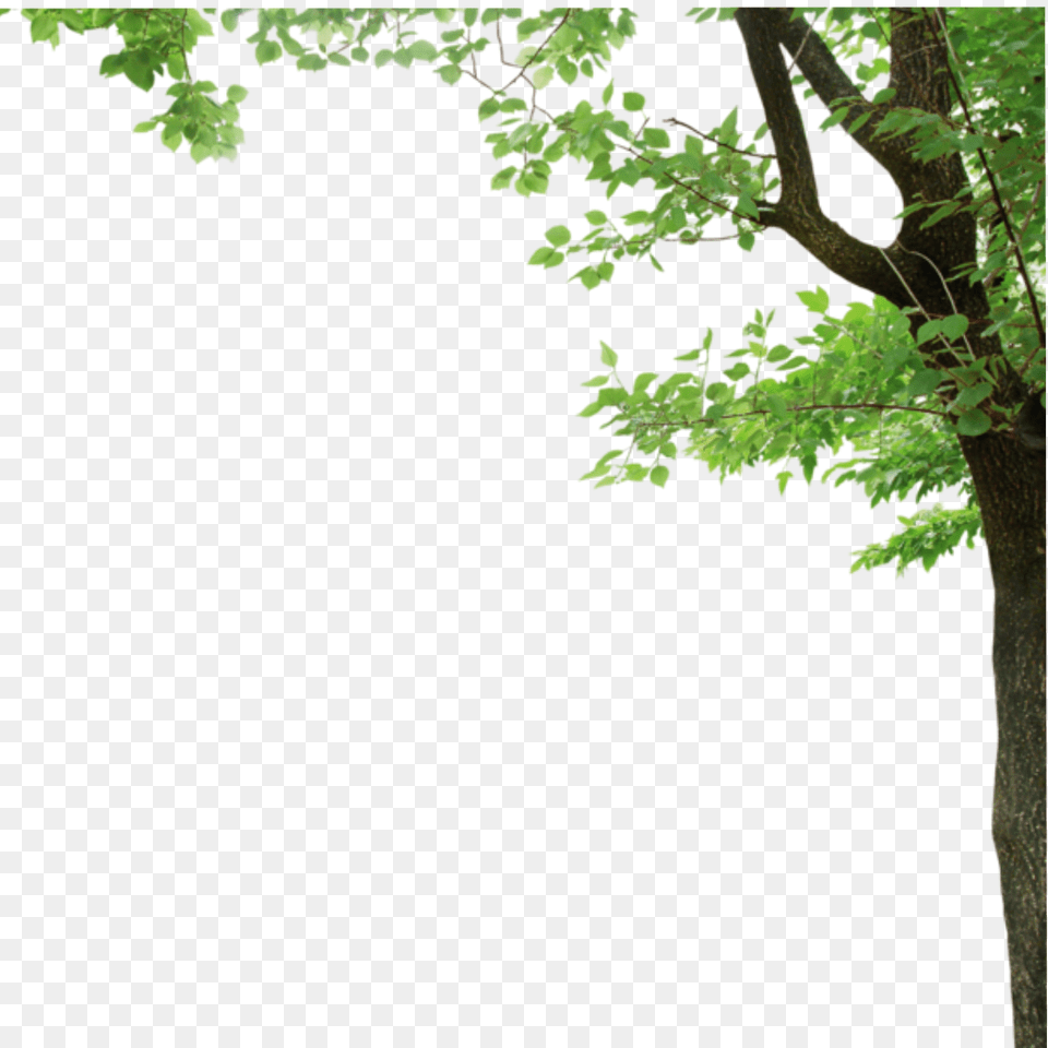 Ftestickers Sticker Tree Leaves Borders Leaf, Plant, Tree Trunk, Oak Free Transparent Png