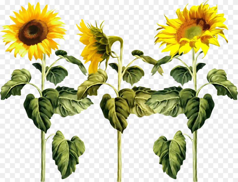 Ftestickers Sunflowers Sunflower Texture Cute Flower Imagenes De Girasoles En, Plant Free Png