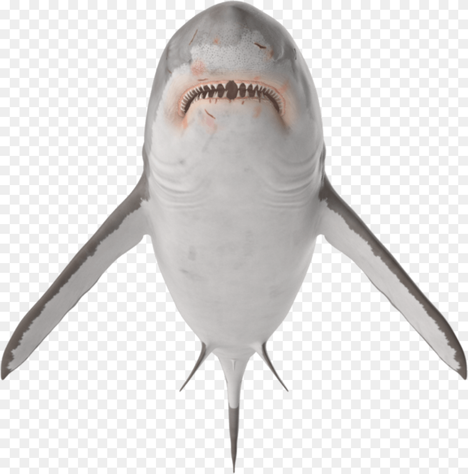 Ftestickers Tiburon Shark Stickers Freetoedit Great White Shark, Animal, Sea Life, Fish Png Image