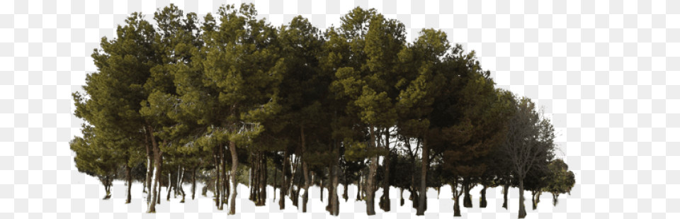 Ftestickers Tree Forest, Plant, Vegetation, Tree Trunk, Pine Png Image