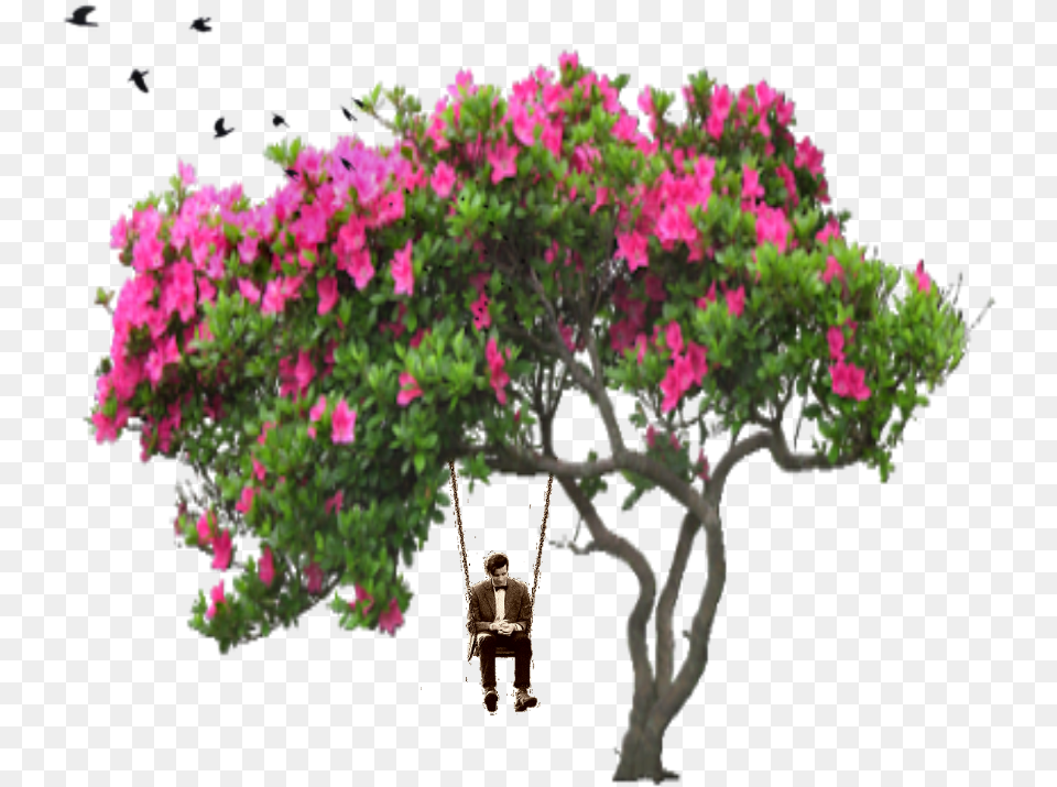 Ftestickers Tree People Birds Man Swing Bird Flower Bougainvillea Tree Drawing, Geranium, Plant, Person, Potted Plant Free Transparent Png