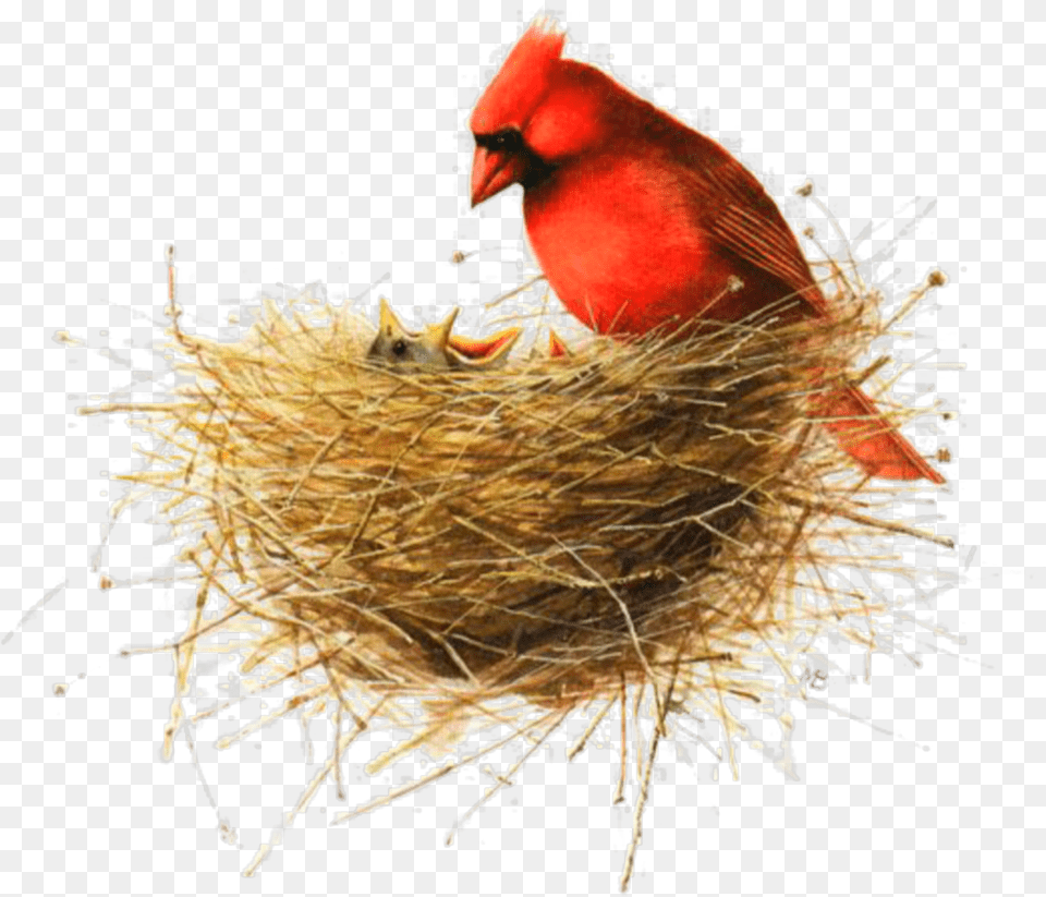 Ftestickers Watercolor Bird Nest Birdnest Redbird Marjolein Bastin Mothers Day Free Png