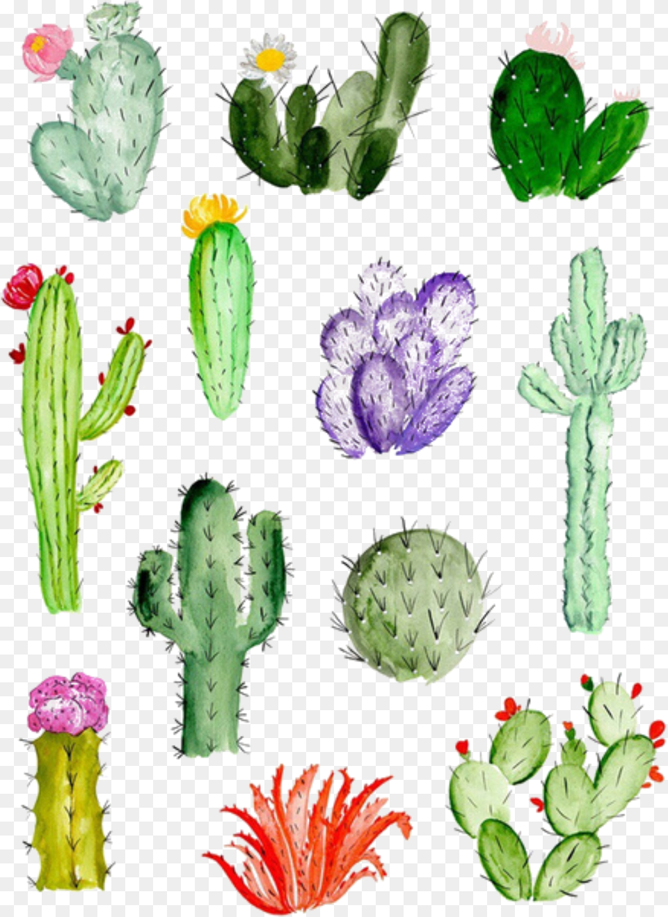 Ftestickers Watercolor Cactus Cacti Easy Watercolor Paintings Cactus, Plant Free Transparent Png