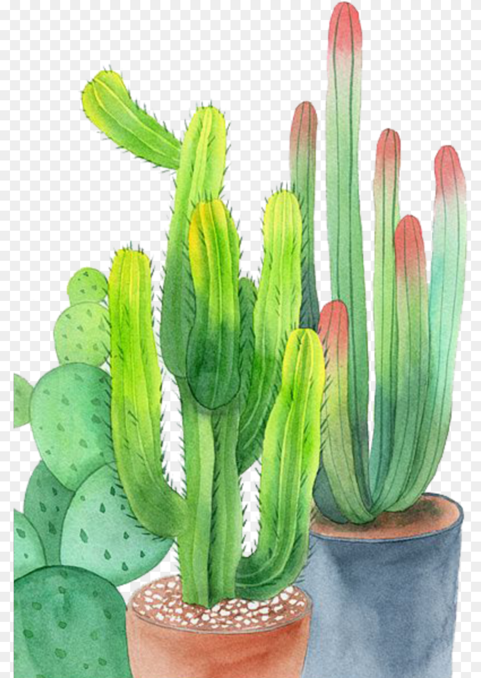 Ftestickers Watercolor Cactus Cacti Potted, Plant Free Transparent Png