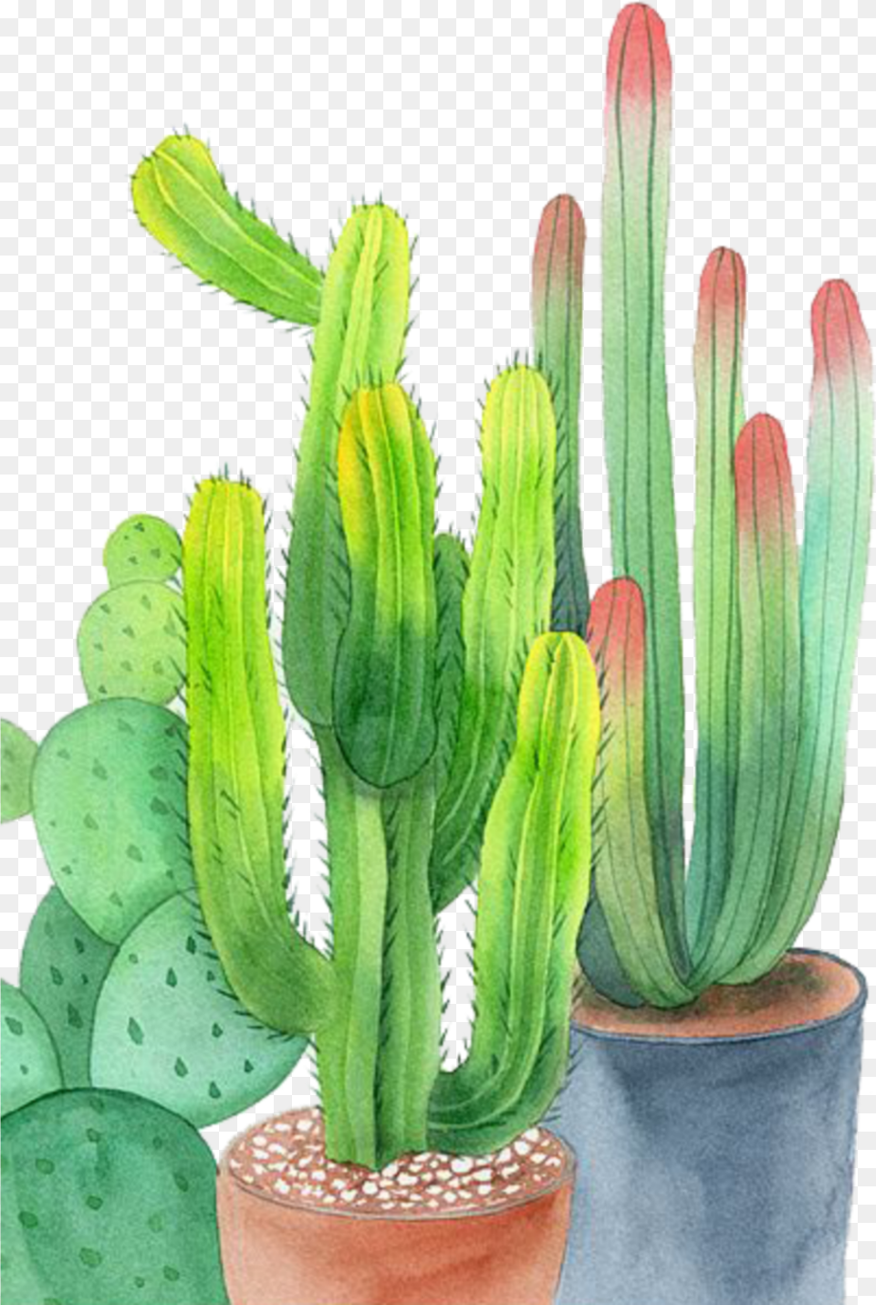 Ftestickers Watercolor Cactus Cacti Potted Watercolor Cactus Cactus Free Transparent Png