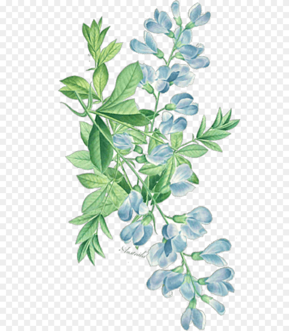 Ftestickers Watercolor Floral Leaves Greenery Watercolor Leaf Corner, Acanthaceae, Flower, Herbal, Herbs Png