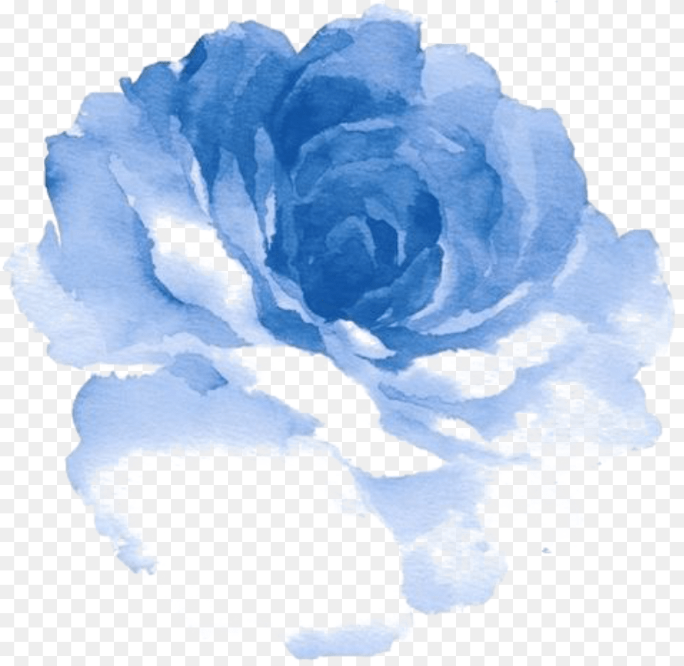 Ftestickers Watercolor Flower Blue Light Blue Watercolor Flower, Rose, Plant, Petal, Adult Free Transparent Png