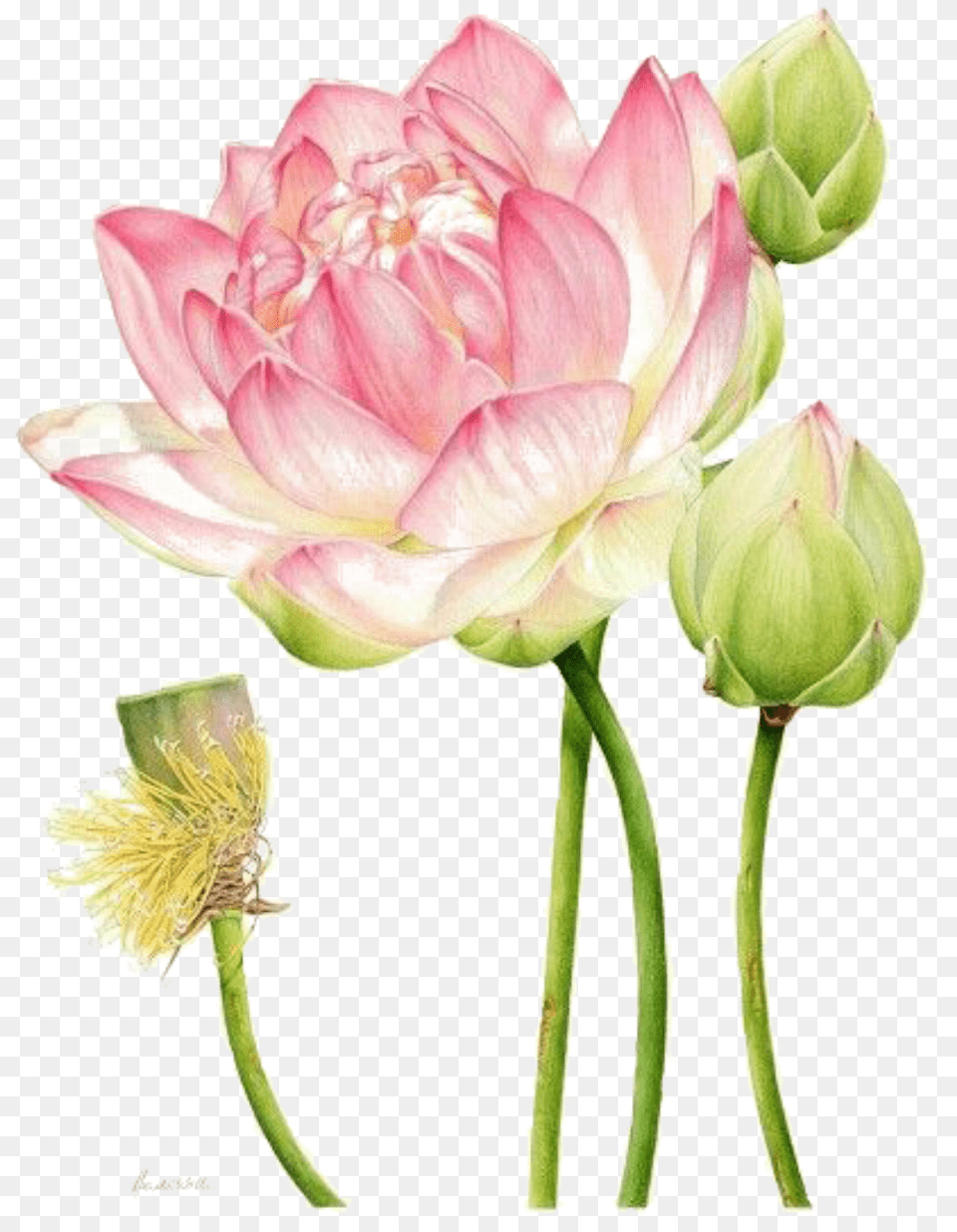 Ftestickers Watercolor Flower Lotus Botanical Illustration Lotus, Dahlia, Petal, Plant, Rose Png