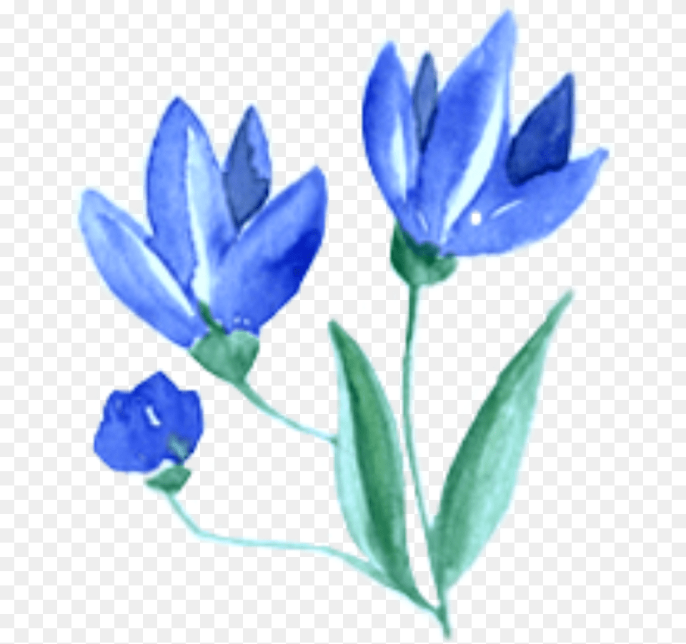 Ftestickers Watercolor Flowers Blue Blue, Flower, Petal, Plant, Iris Free Png Download
