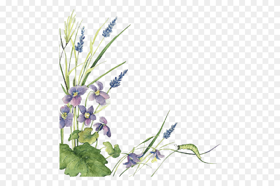 Ftestickers Watercolor Flowers Border Lavender, Flower, Plant, Acanthaceae, Flower Arrangement Free Transparent Png