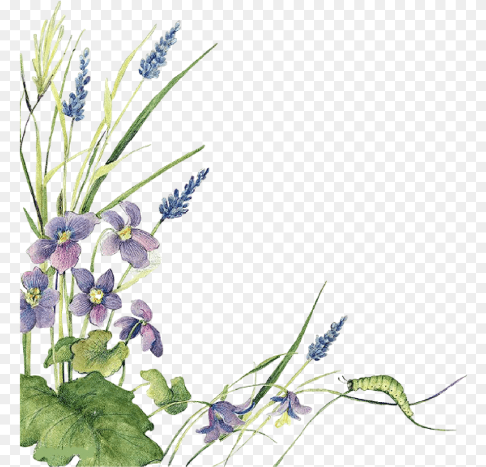 Ftestickers Watercolor Flowers Border Lavender Border Transparent Lavender Plant, Acanthaceae, Flower, Flower Arrangement, Ikebana Free Png Download