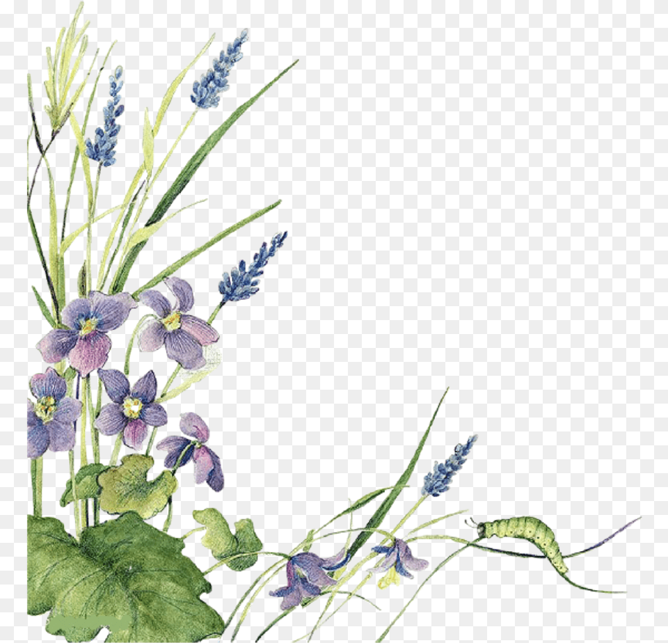 Ftestickers Watercolor Flowers Border Lavender Watercolor Sage Floral Borders, Acanthaceae, Flower, Plant, Flower Arrangement Png