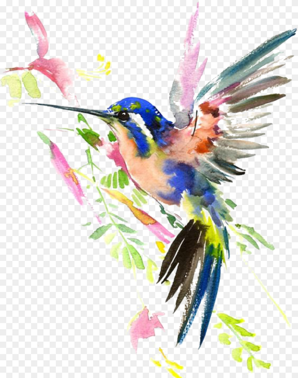 Ftestickers Watercolor Nature Hummingbird Painted Birds, Plant, Animal, Bird, Beak Free Png Download