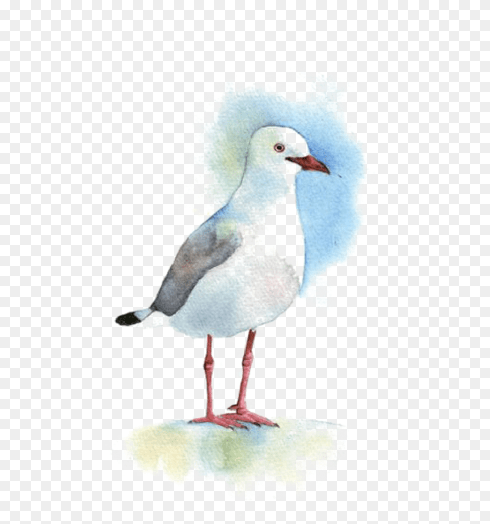 Ftestickers Watercolor Painting Bird Seagull Water Bird, Animal, Waterfowl, Beak Png