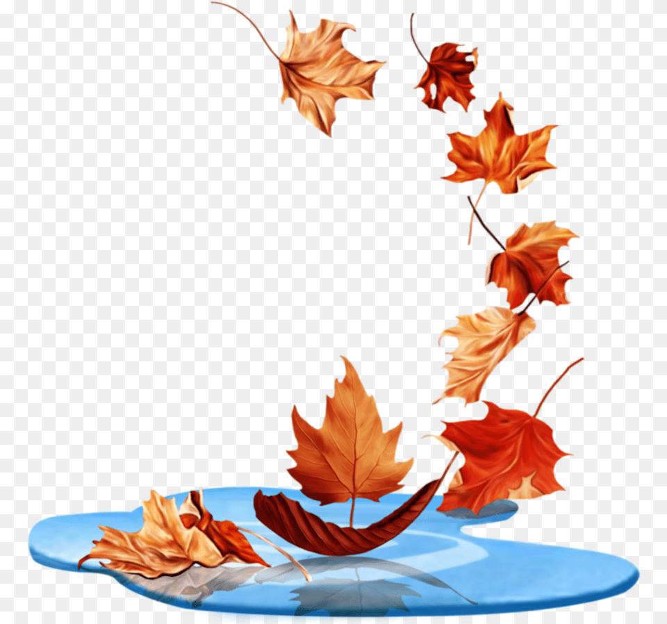 Ftestickers Waterpuddle Leaves Falling Autumn Maple Leaf, Plant, Tree, Maple Leaf, Person Png Image