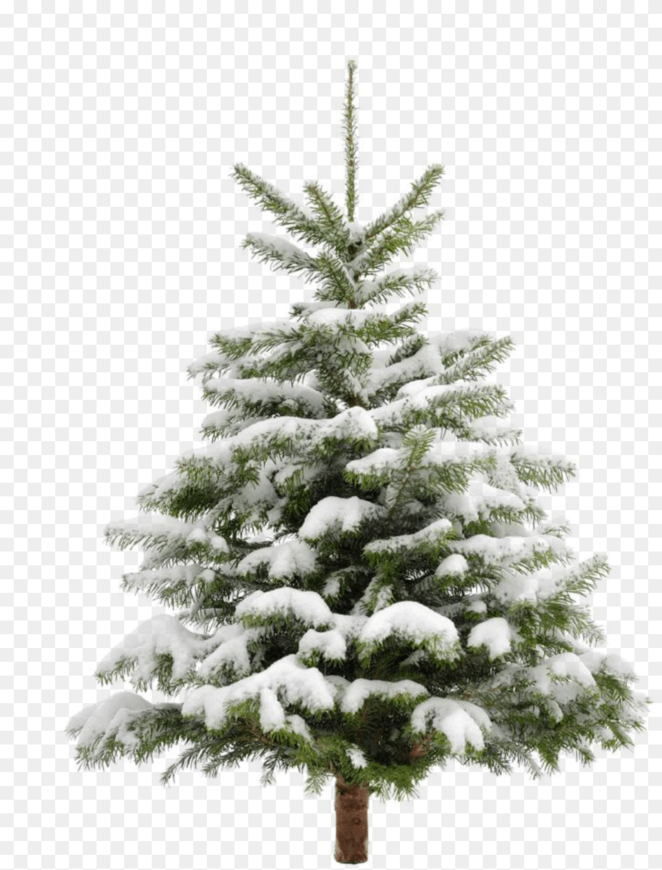 Ftestickers Winter Snow Landscape Tree Pine Pine Tree With Snow, Fir, Plant Free Transparent Png