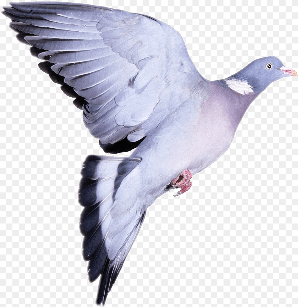 Ftstickers Pigeon Birdflyfreetoedit Wood Pigeon White Background, Animal, Bird, Dove Free Png Download