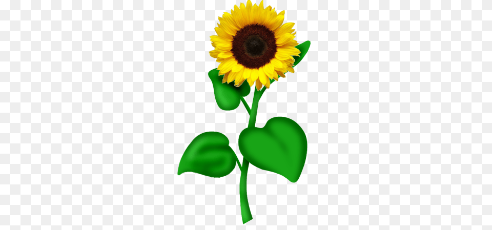 Ftu Sunflower Clip Art Clip Art, Flower, Plant Free Png Download
