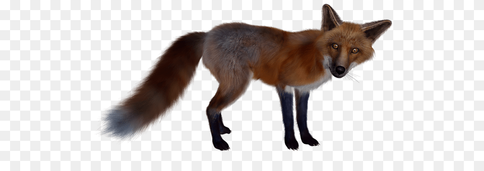 Fuchs Animal, Canine, Fox, Mammal Free Transparent Png